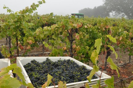 2011 Ottimino Zinfandel Harvest Photo
